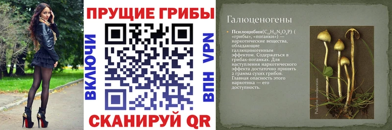 как найти закладки  Новоульяновск  Псилоцибиновые грибы мицелий 